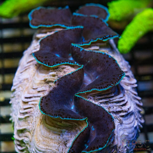 Tahitian Maxima Clam 5-6" A12
