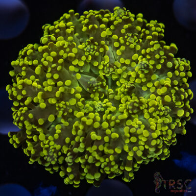 Green Gold Yaeyaemensis Frog/Octospawn B01