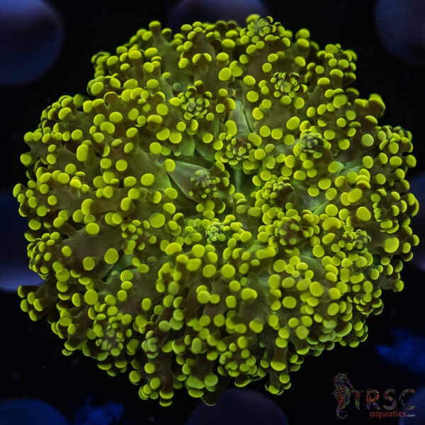 Green Gold Yaeyaemensis Frog/Octospawn B01
