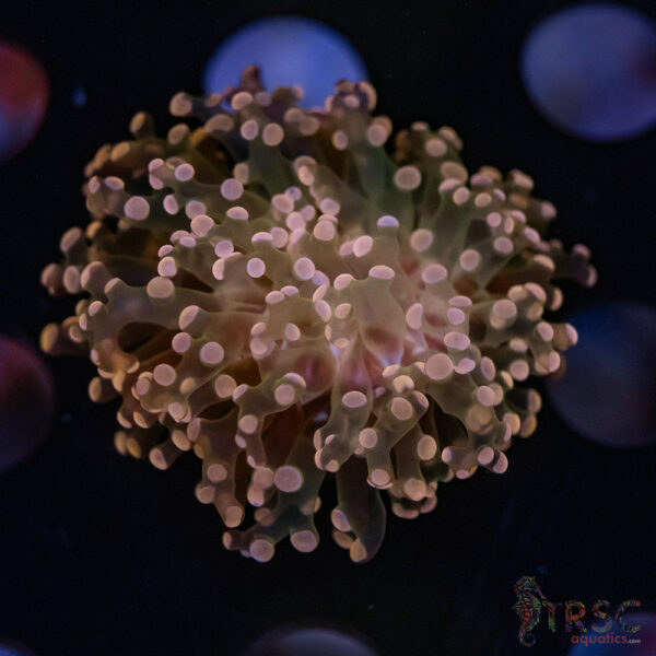 Pink Yaeyaemensis Frog/Octospawn B02