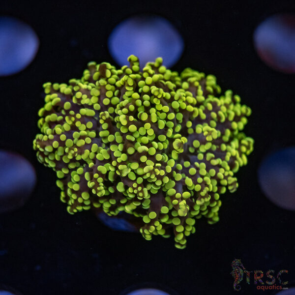Green Gold Yaeyaemensis Frog/Octospawn B03