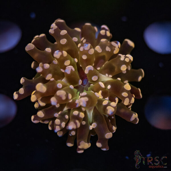 Pink Yaeyaemensis Frog/Octospawn B04