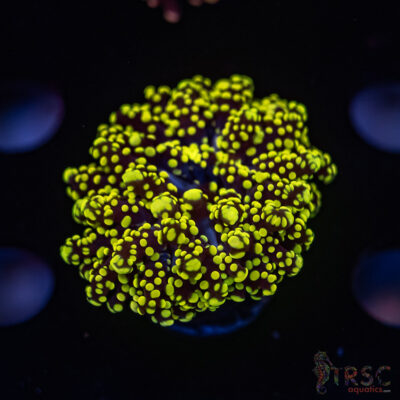 LIVE CORALS FOR SALE LPS, SPS, SOFTIES & DRY GOODS 20 Green Gold Yaeyaemensis Frog/Octospawn B05