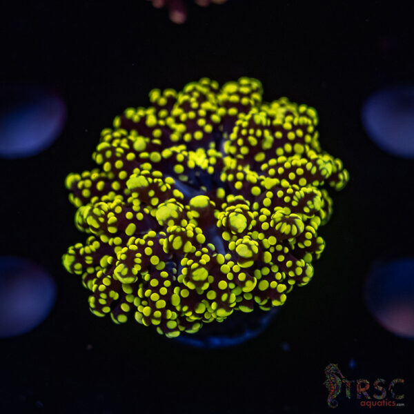 Green Gold Yaeyaemensis Frog/Octospawn B05