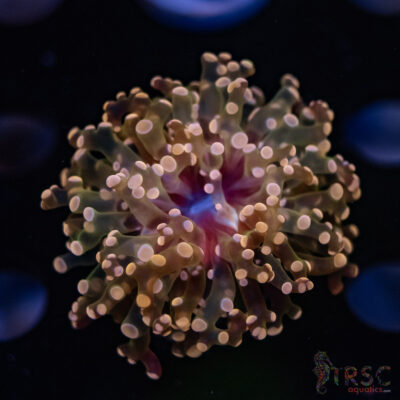 Pink Yaeyaemensis Frog/Octospawn B06