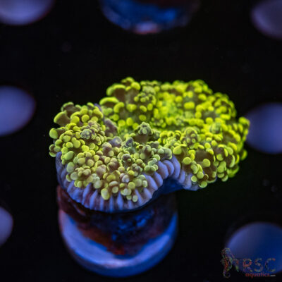 Green Gold Yaeyaemensis Frog/Octospawn B07