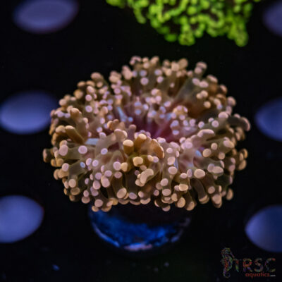 Pink Yaeyaemensis Frog/Octospawn B08