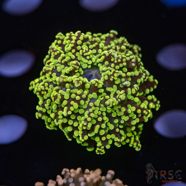Green Gold Yaeyaemensis Frog/Octospawn B09