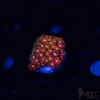 Rainbow Micro Goniopora A01