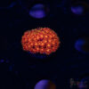 Rainbow Micro Goniopora A02