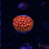 Rainbow Micro Goniopora A03