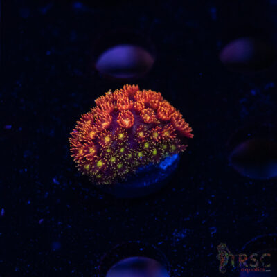 Rainbow Micro Goniopora A04