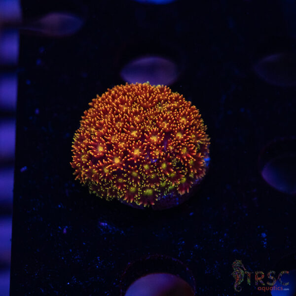 Rainbow Micro Goniopora A05