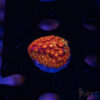 Rainbow Micro Goniopora A06 2 TRSC 09152025 GONI A06