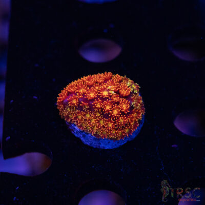 Rainbow Micro Goniopora A06