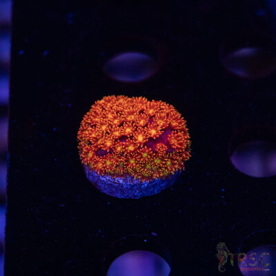 Rainbow Micro Goniopora A07
