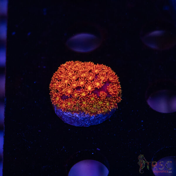 Rainbow Micro Goniopora A07