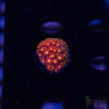 Rainbow Micro Goniopora A08 2 TRSC 09152025 GONI A08