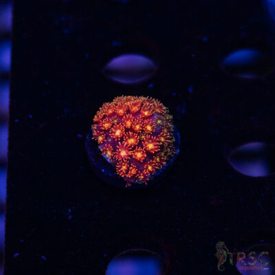 Rainbow Micro Goniopora A08