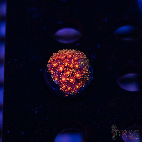 Rainbow Micro Goniopora A08