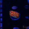 Rainbow Micro Goniopora A09 2 TRSC 09152025 GONI A09