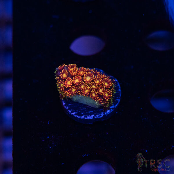 Rainbow Micro Goniopora A09
