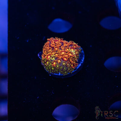 Rainbow Micro Goniopora A10
