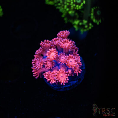 Barbie Goniopora B01
