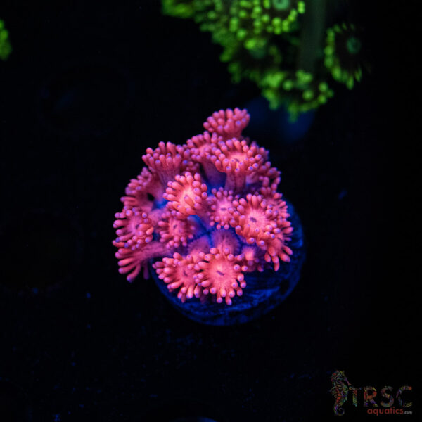 Barbie Goniopora B01