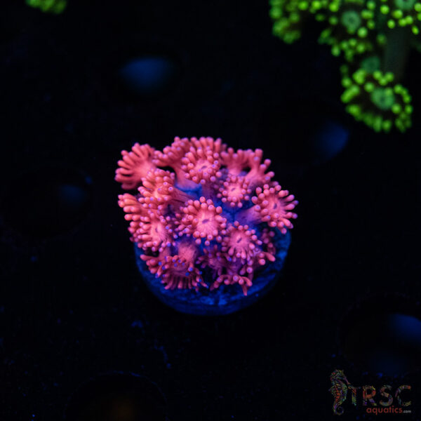 Barbie Goniopora B02