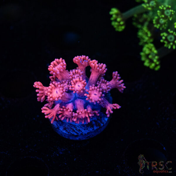 Barbie Goniopora B03