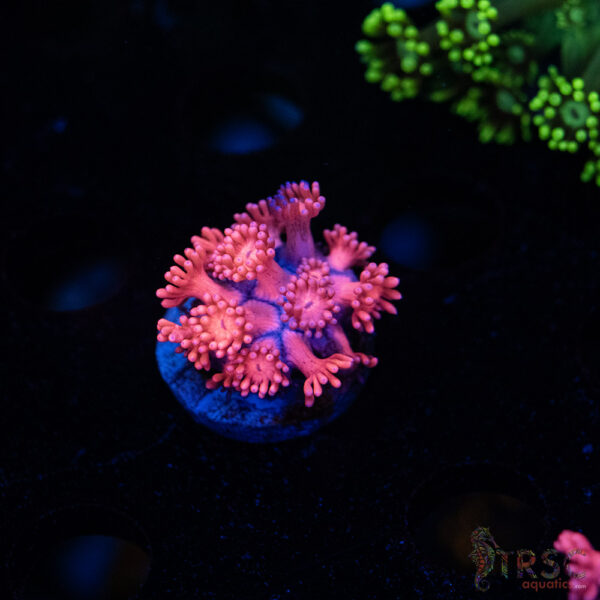 Barbie Goniopora B04