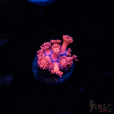 Barbie Goniopora B05