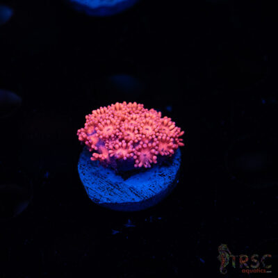 Barbie Goniopora B06