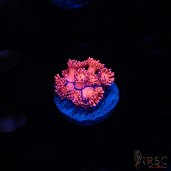 Barbie Goniopora B07