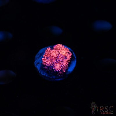 Barbie Goniopora B08