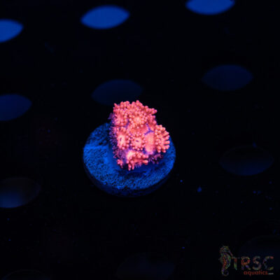 Barbie Goniopora B10