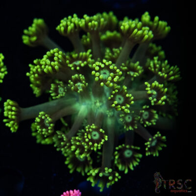 Neon Green Goniopora C01