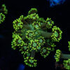 Neon Green Goniopora C02