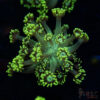 Neon Green Goniopora C03 1 TRSC 09152025 GONI C03