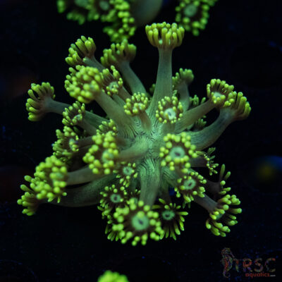Neon Green Goniopora C03