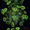 Neon Green Goniopora C04 1 TRSC 09152025 GONI C04