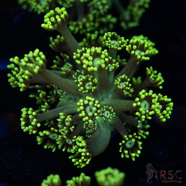 Neon Green Goniopora C04