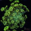 Neon Green Goniopora C05 1 TRSC 09152025 GONI C05
