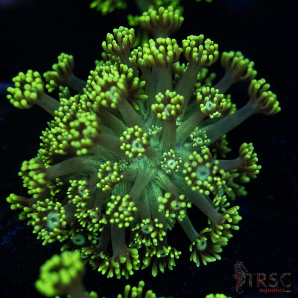 Neon Green Goniopora C05