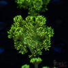 Neon Green Goniopora C06 1 TRSC 09152025 GONI C06