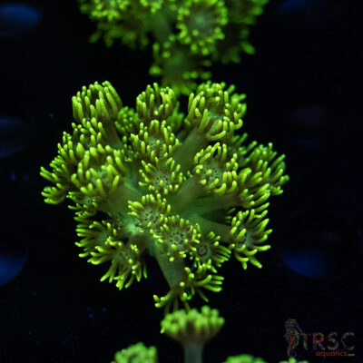 Neon Green Goniopora C06