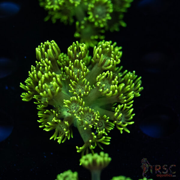 Neon Green Goniopora C06