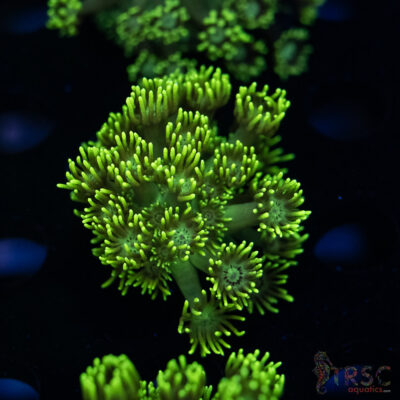 Neon Green Goniopora C07