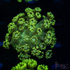 Neon Green Goniopora C08 1 TRSC 09152025 GONI C08